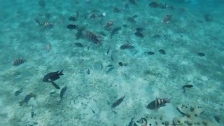 Dani Carmona Gostosinha como Sereia